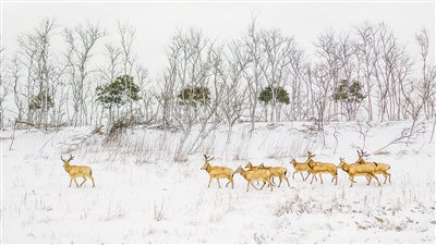 　圖為“我的家園”攝影聯(lián)展參展作品《濕地家園》，攝于江蘇鹽城。 　　葛乃航攝